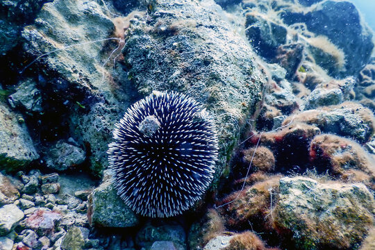 Underwater Sea urchins on a rock, Underwater natural sunlight