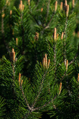 Young shoots of a plant called Mountain Pine