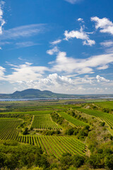 Vineyards near Nove Mlyny reservoir with Palava in Southern Moravia, Czech Republic