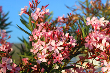 Pink oleander flowers and bright blue sky. Selective focus.
