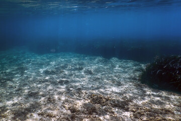 Underwater background with seaweed