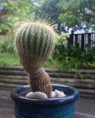 Cactus plant growing in a pot in the backyard, on a rainy day. Vertical format.