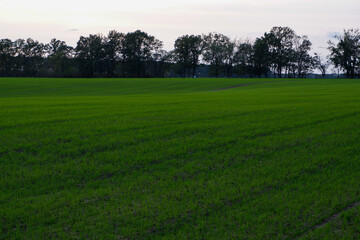 Green wheat field in spring. Bright green landscape. Grass and tree on the horizon in the diffused light of the sun.