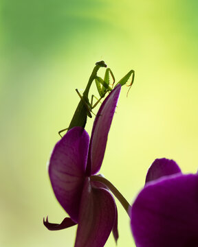 A green praying mantis perched on purple butterfly orchid, vertical format