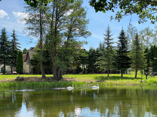 Dwa białe łabędzie na rzece w tle zielone drzewa © DP.REPORT