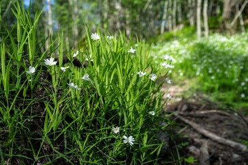 Beautiful white flowers blooming in the grass near the forest path against the background of a tree, on a summer day.