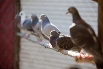 pigeons, domestic animals, doves in cage, doves, 