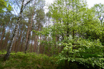 stare drzewa i las nad rzeką