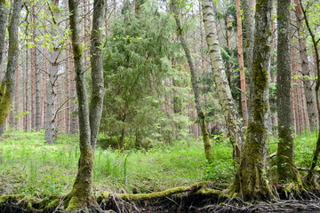 stare drzewa i las nad rzeką