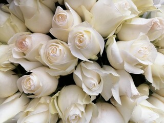 White roses, macro-festive background for wedding invitation. Design of covers, postcards, prints, 