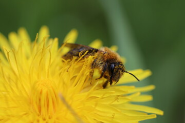 Eine Biene sammelt auf der Blüte eines Löwenzahns Blütenpollen.
