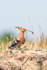 Hoopoe, Common Hoopoe (Upupa epops) Eurasian Hoopoe