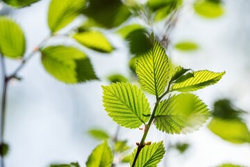 Fototapeta na wymiar leaves 5