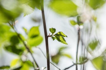 leaves 4