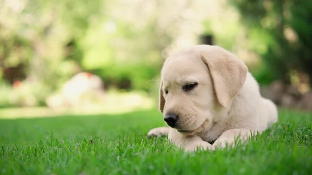 A cute little labrador puppy eats a small treat while lying on a green lawn on a sunny day.