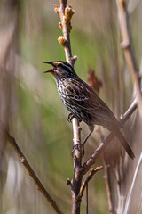 Female in Song