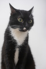 Naklejka na ściany i meble Black and white cat. Close-up cat.