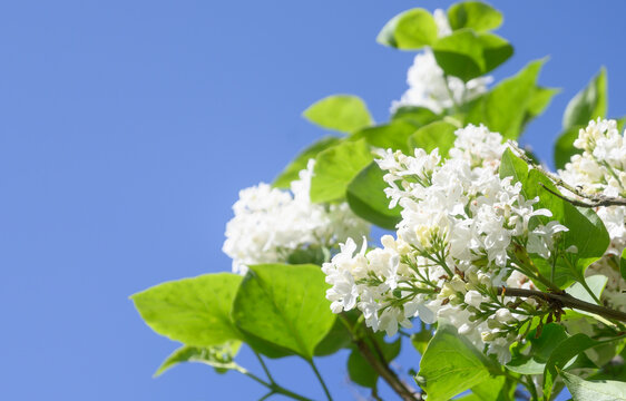 Madame Lemoine - White Lilac tree
