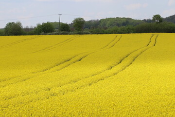 bl&uuml;hender Raps auf einem Rapsfeld