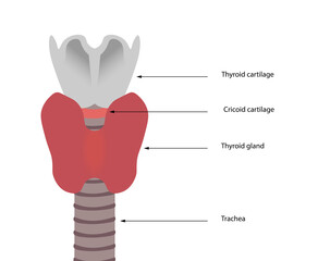 Healthy Thyroid Gland anatomy illustration. Structures arround Thyroid gland 