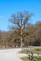Cvelbar oak tree near Krakovski gozd