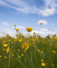 field of poppies