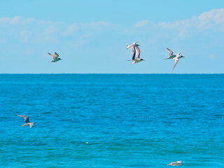 Fototapeta na wymiar Flight seven grey and black seagulls flying above blue ocean bright sky background sunny day Mooloolaba beach Sunshine Coast Australia