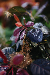 Close up of morning fresh dew on colorful plants at forest