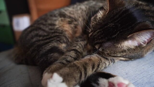 Europ&auml;isch Kurzhaar Katze