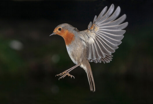 Little bird with spread wings in dark forest