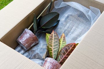 unboxing houseplants delivered by mail
