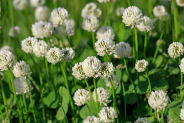 White clover blooming in the spring field