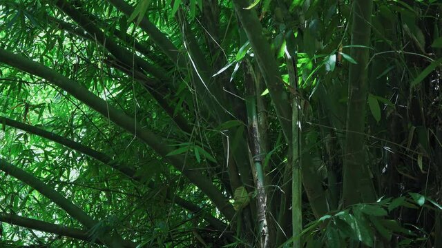 Slide right to left with a zoom out past a large jungle bamboo tree. Filmed in Kaeng Krachan National Park, Thailand.