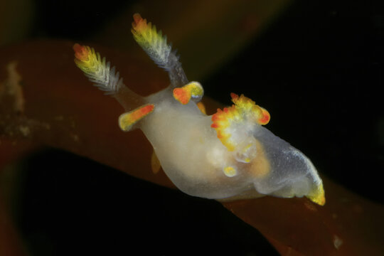 Translucent nudibranch swimming in dark seawater