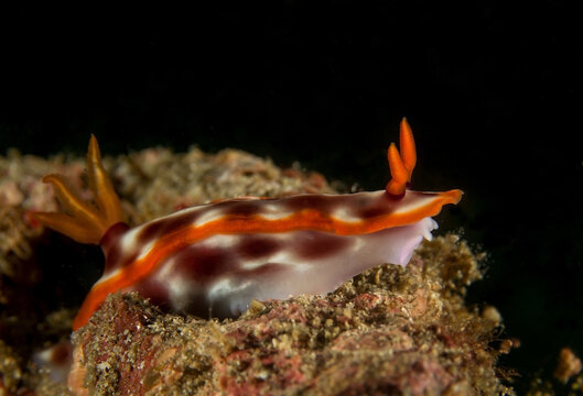 Colorful nudibranch sitting on natural reef