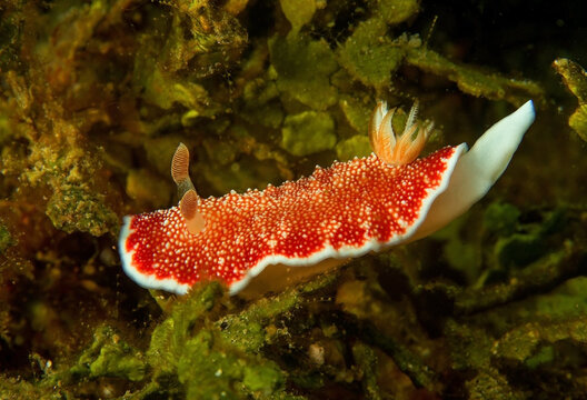 Bright red nudibranch sitting on seaweed