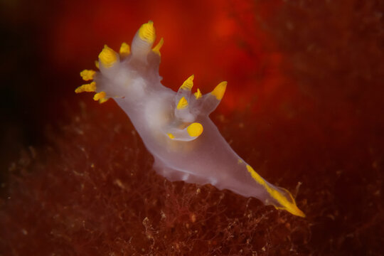Translucent nudibranch swimming in dark seawater