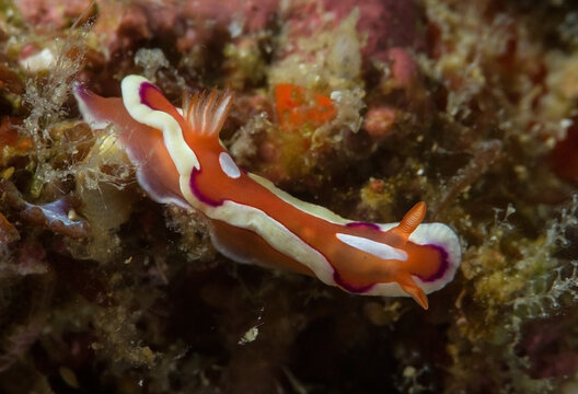 Colorful nudibranch sitting on natural reef