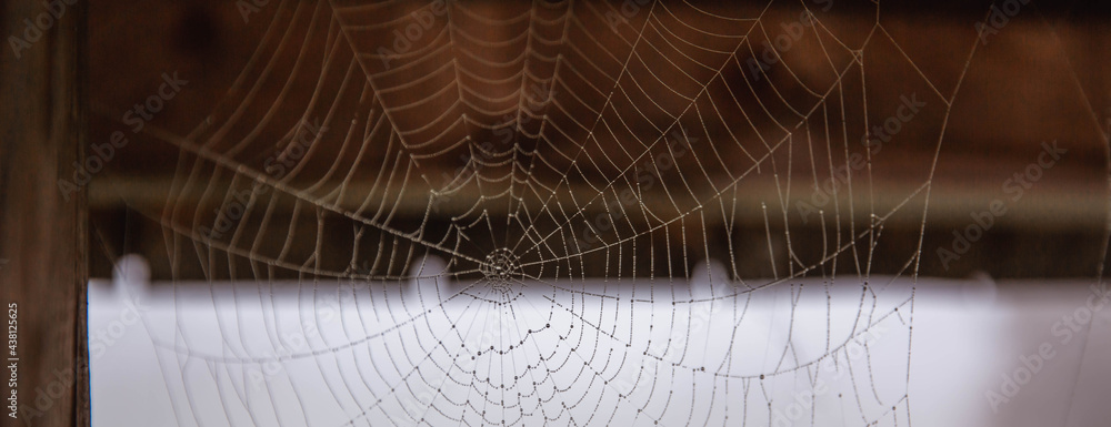 Wall mural traditional concentric spider web on the background of a wooden fence.