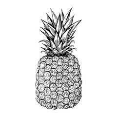 A pineapple. Hand drawn vector illustration isolated on white background.
