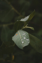 rainwater washes nature