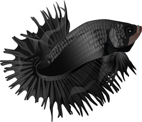 Vector betta in water, symbol, polygon, on a white background