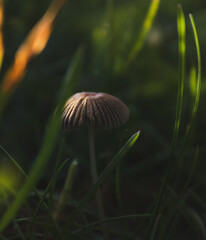 mushroom in the grass