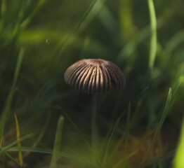 close up of a mushroom