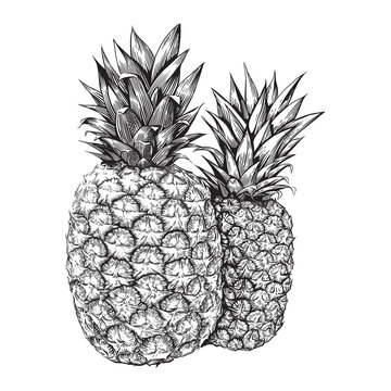 Two pineapples. Hand drawn vector illustration isolated on white background.