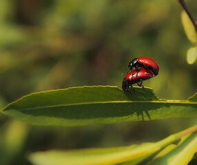 ladybug on leaf