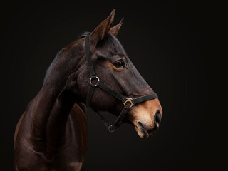 Horse on Black Background