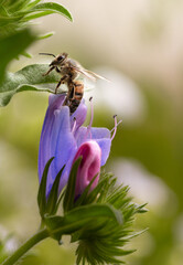 Macro of a honey bee (apis mellifera) collecting pollen on a Paterson's curse (echium plantagineum) blossom with blurred bokeh background; pesticide free save the bees biodiversity concept;