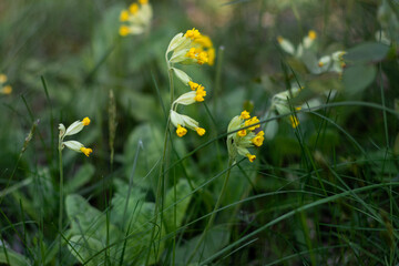 yellow flowers in the meadow