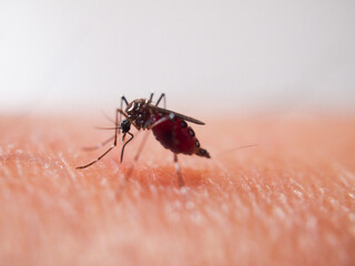 Closeup mosquito bite skin of human.